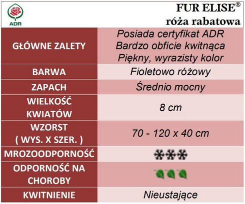 Fur Elise róże rabatowe